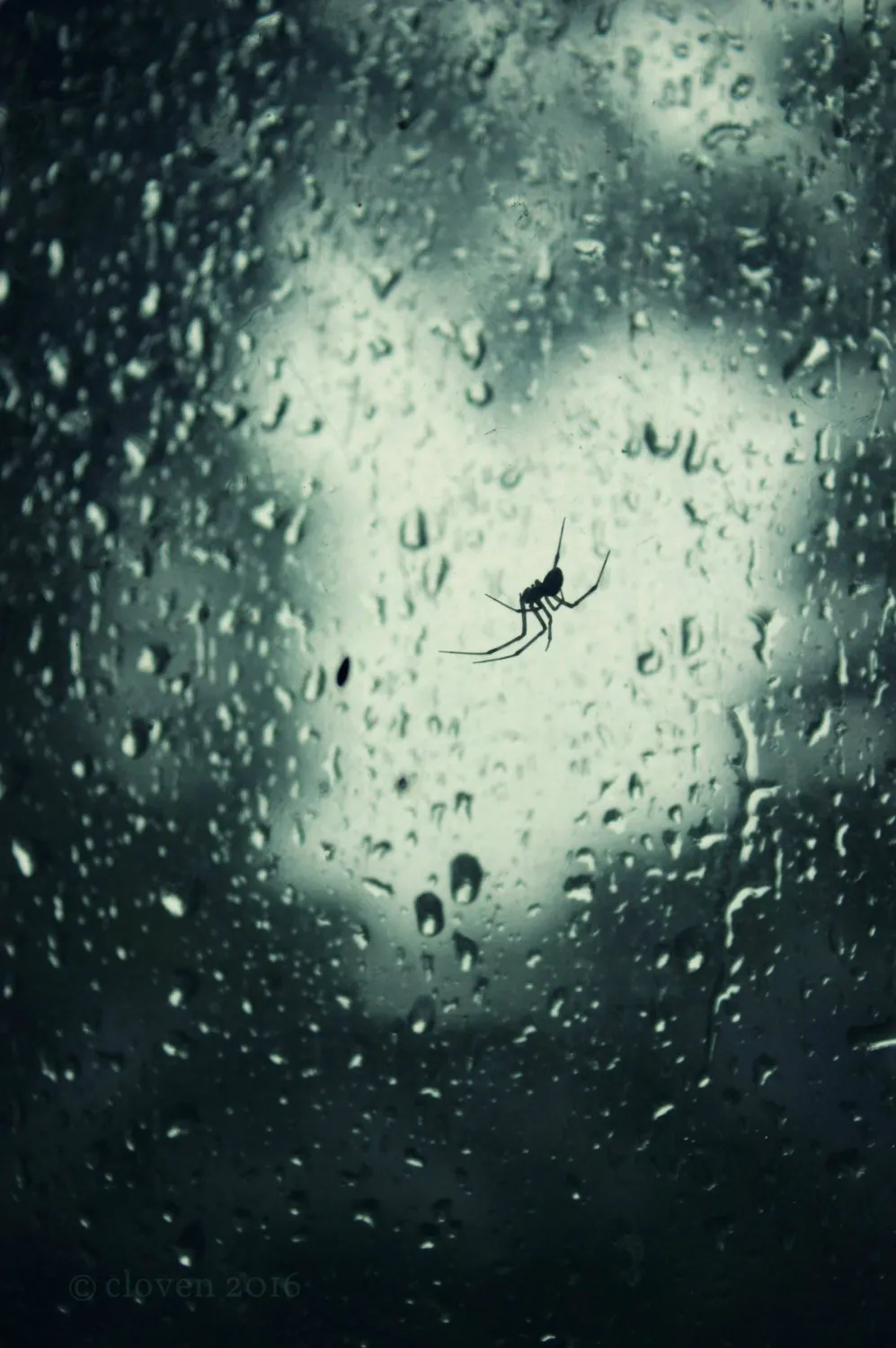 "Itsy Bitsy". Original Artwork Photography Print.