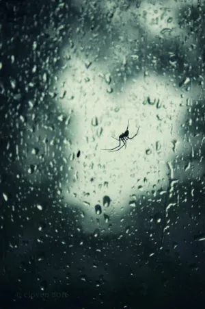 "Itsy Bitsy". Original Artwork Photography Print.